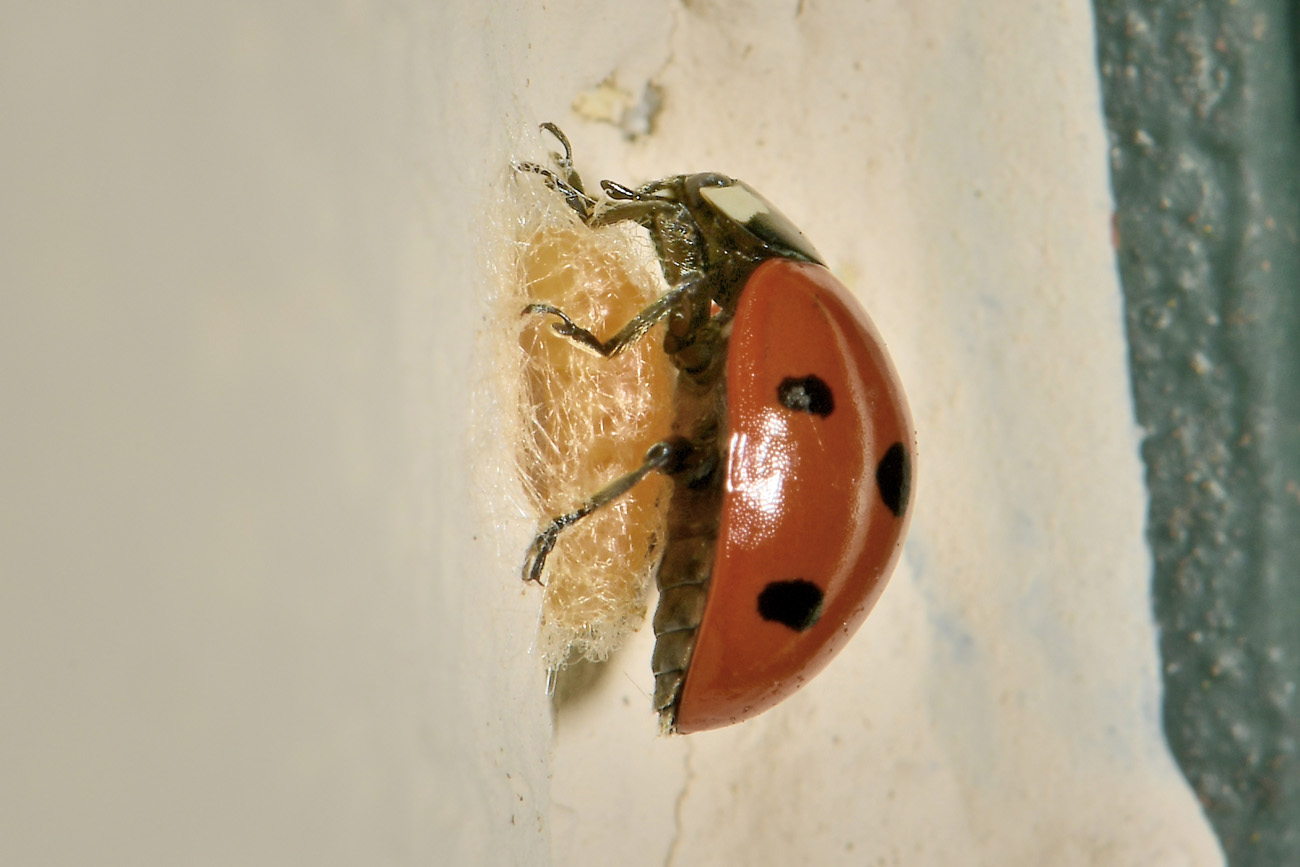 Chioccinella... septempunctata